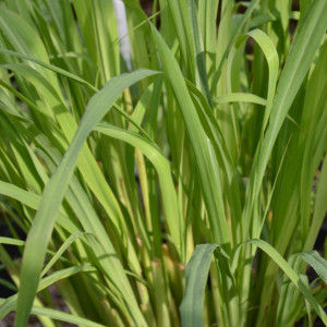 Lemongrass (Cymbopogon citratus)