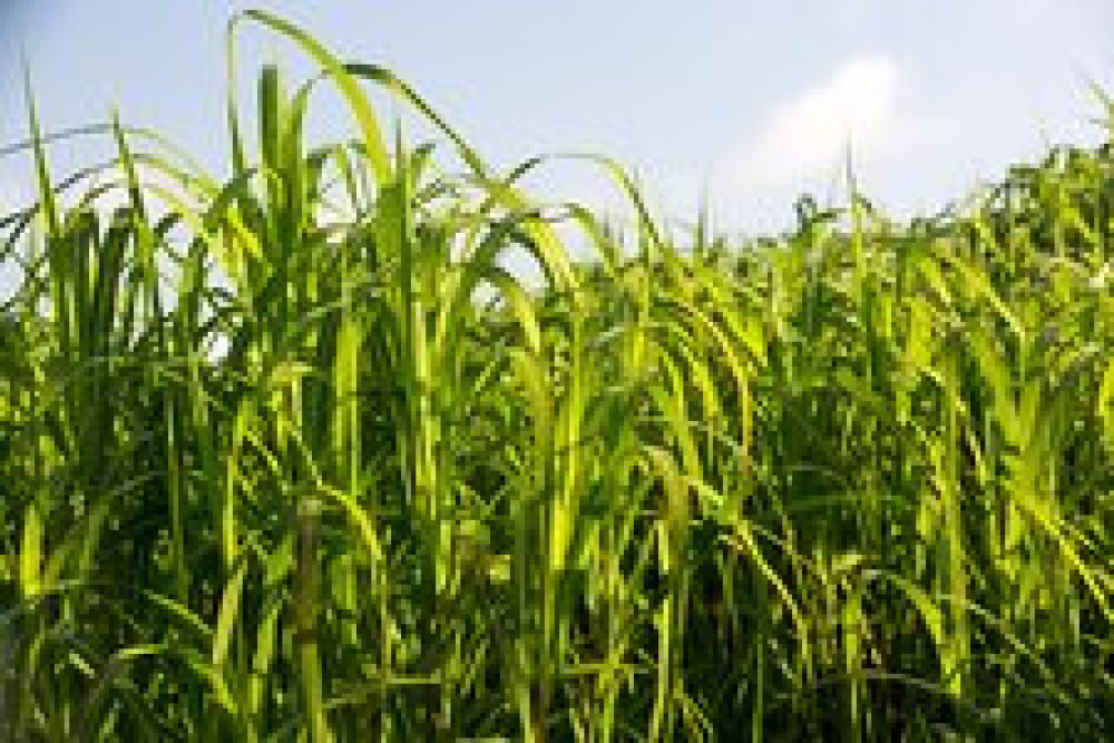 Elephant Grass (Pennisetum purpureum) - Urubingo