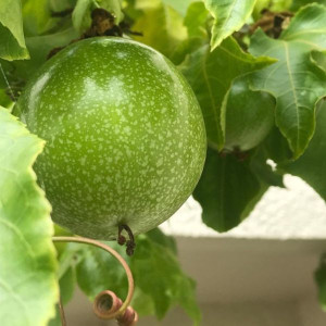 Passion Fruit (Passiflora edulis)