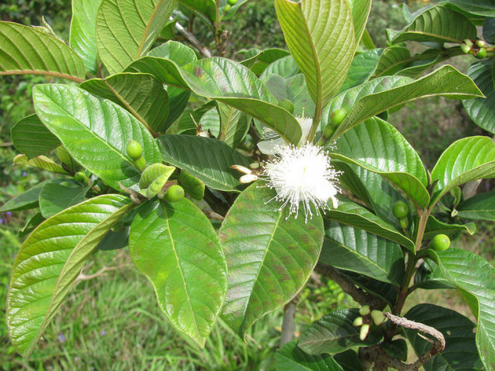 Guava (Psidium guajava) - Ipera