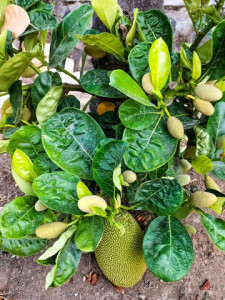 Jackfruit (Artocarpus heterophyllus)